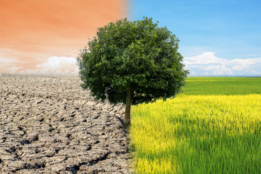 umwelt nachhaltig baum